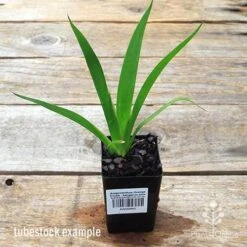 Anigozanthos Orange Cross - Kangaroo Paw 13 Anigozanthos Orange Cross - Kangaroo Paw -Green Plant Corner apo orange cross kangaroo paw tubestock