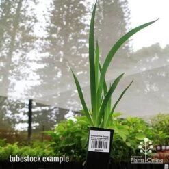 Anigozanthos Orange Cross - Kangaroo Paw 19 Anigozanthos Orange Cross - Kangaroo Paw -Green Plant Corner apo orange cross tubestock