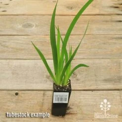 Anigozanthos Orange Cross - Kangaroo Paw 15 Anigozanthos Orange Cross - Kangaroo Paw -Green Plant Corner apo orange cross tubestock top