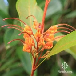 Grevillea Orange Marmalade 31 Grevillea Orange Marmalade -Green Plant Corner apo orange marmalade flower closeup