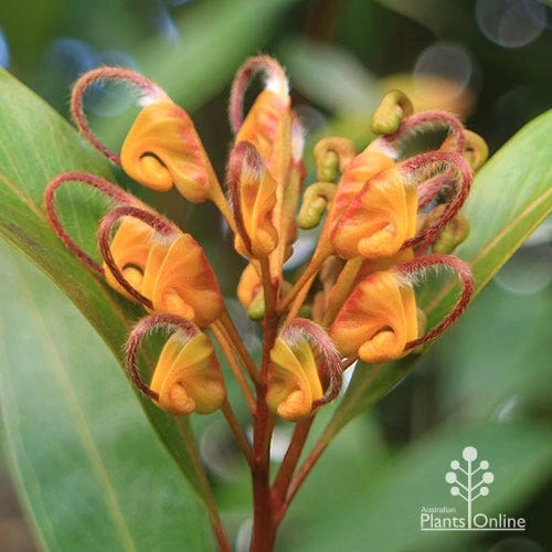 Grevillea Orange Marmalade 9 Grevillea Orange Marmalade - Image 7