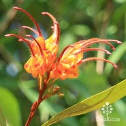 Grevillea Orange Marmalade 36 Grevillea Orange Marmalade -Green Plant Corner apo orange marmalade grevillea flower opening