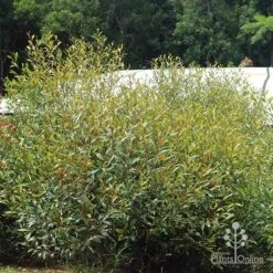 Grevillea Orange Marmalade 35 Grevillea Orange Marmalade -Green Plant Corner apo orange marmalade in nursery