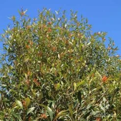 Grevillea Orange Marmalade 24 Grevillea Orange Marmalade -Green Plant Corner apo orange marmalade nursery bank2