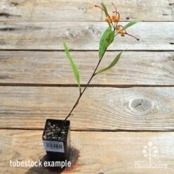 Grevillea Orange Marmalade 34 Grevillea Orange Marmalade -Green Plant Corner apo orange marmalade tubetock flowering