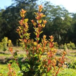 Syzygium Orange Twist - Lilly Pilly -Green Plant Corner apo orange twist nursery