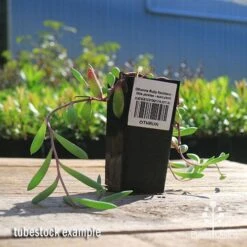 Othonna Ruby Necklace - Little Pickles - Succulent -Green Plant Corner apo othonna ruby necklace tubestock