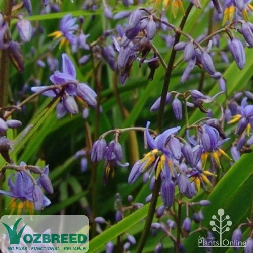 Dianella Little Jess 3 Dianella Little Jess