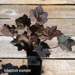 Heuchera Palace Purple - Coral Bells -Green Plant Corner apo palace purple heuchera tubestock top