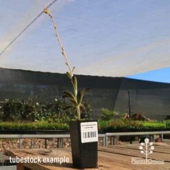 Kalanchoe Tomentosa – Panda Plant - Succulent -Green Plant Corner apo panda plant tubestock tall