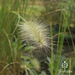 Pennisetum Alopecuroides - Swamp Fountain Grass -Green Plant Corner apo pennisetum alopec awn