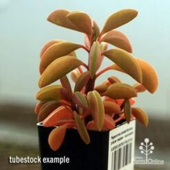 Peperomia Dolabriformis - Prayer Pepper - Succulent -Green Plant Corner apo peperomia dolabrifolia winter colour