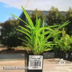 Dianella Petite Marie -Green Plant Corner apo petite marie dianella tubestock