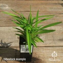 Dianella Petite Marie -Green Plant Corner apo petite marie dianella tubestock top