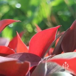 Philodendron Prince Of Orange -Green Plant Corner apo philo prince of orange leaf