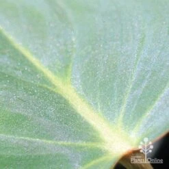 Philodendron Gloriosum - Velvet Philodendron -Green Plant Corner apo philodendron gloriosum glittery