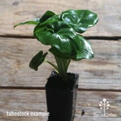 Philodendron Super Atom -Green Plant Corner apo philodendron super atom tubestock