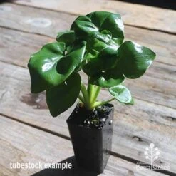 Philodendron Super Atom -Green Plant Corner apo philodendron super atom tubestock2