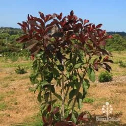 Photinia Black Jack -Green Plant Corner apo photinia black jack bush