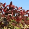 Photinia Black Jack 2 Photinia Black Jack -Green Plant Corner apo photinia black jack foliage
