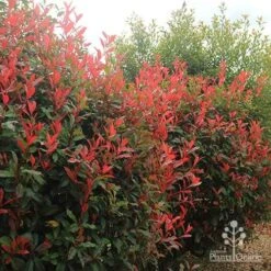 Photinia Red Robin -Green Plant Corner apo photinia hedge offices