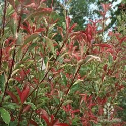 Photinia Pink Marble 24 Photinia Pink Marble -Green Plant Corner apo photinia pink marble hedge nursery