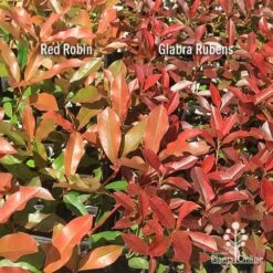 Photinia Red Robin -Green Plant Corner apo photinia red robin glabra rubens 1