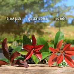 Photinia Black Jack -Green Plant Corner apo photinia trio compare 2