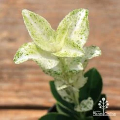 Euonymus Pierrolino - Variegated Spindle -Green Plant Corner apo pierrolino euonymus 1