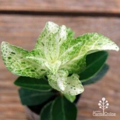 Euonymus Pierrolino - Variegated Spindle -Green Plant Corner apo pierrolino euonymus 2