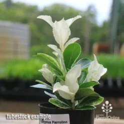 Euonymus Pierrolino - Variegated Spindle -Green Plant Corner apo pierrolino euonymus tubestock