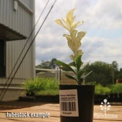 Euonymus Pierrolino - Variegated Spindle -Green Plant Corner apo pierrolino euonymus tubestock2