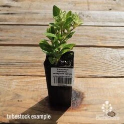 Euonymus Pierrolino - Variegated Spindle -Green Plant Corner apo pierrolino tubestock