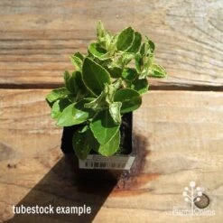 Euonymus Pierrolino - Variegated Spindle -Green Plant Corner apo pierrolino tubestock top