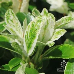 Euonymus Pierrolino - Variegated Spindle -Green Plant Corner apo pierrolino variegation