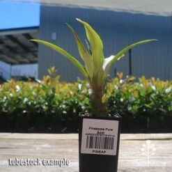 Pineapple Pure Gold 16 Pineapple Pure Gold -Green Plant Corner apo pineapple tubestock nursery