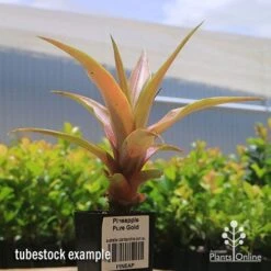 Pineapple Pure Gold 17 Pineapple Pure Gold -Green Plant Corner apo pineapple tubestock pure gold