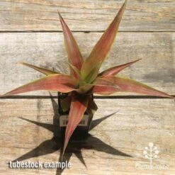 Pineapple Pure Gold 13 Pineapple Pure Gold -Green Plant Corner apo pineapple tubestock pure gold top