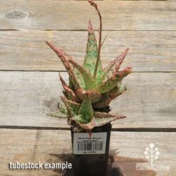 Aloe Pink Blush - Succulent -Green Plant Corner apo pink blush aloe tubestock