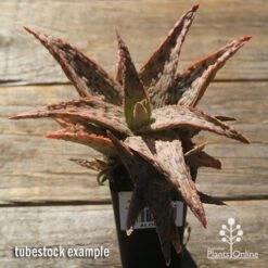 Aloe Pink Blush - Succulent -Green Plant Corner apo pink blush aloe tubestock large