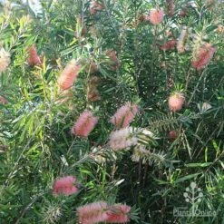 Callistemon Pink Champagne -Green Plant Corner apo pink champagne colour range