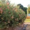 Callistemon Pink Champagne -Green Plant Corner apo pink champagne hedge down