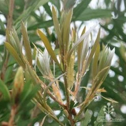 Callistemon Pink Champagne -Green Plant Corner apo pink champagne new leaf colour