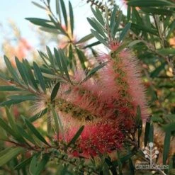 Callistemon Pink Champagne -Green Plant Corner apo pink champgne colour fan