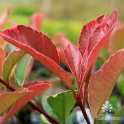 Photinia Pink Marble 25 Photinia Pink Marble -Green Plant Corner apo pink marble photinia new leaf