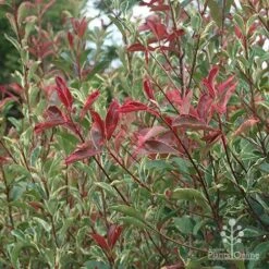 Photinia Pink Marble 26 Photinia Pink Marble -Green Plant Corner apo pink marble photinia nursery