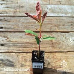 Photinia Pink Marble 16 Photinia Pink Marble -Green Plant Corner apo pink marble tubestock plant
