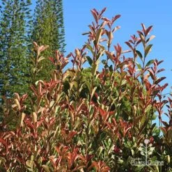 Photinia Pink Marble 20 Photinia Pink Marble -Green Plant Corner apo pink marble upright habit