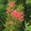 Grevillea Pink Pearl -Green Plant Corner apo pink pearl flowers closeup 1
