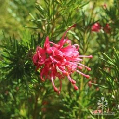Grevillea Pink Pearl -Green Plant Corner apo pink pearl grevillea flower